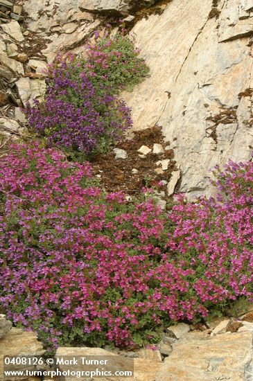 Berry's Penstemon massed on serpentine