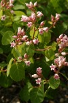 Spreading Dogbane blossoms & foliage