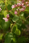 Spreading Dogbane blossoms & foliage detail