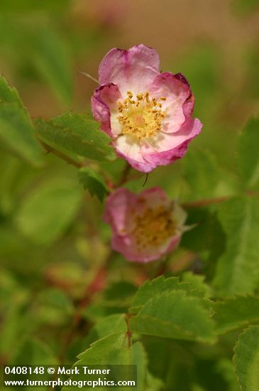 Baldhip Rose blossom & foliage