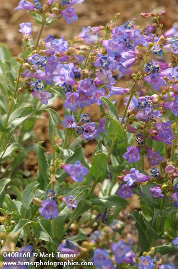 Azure Penstemon