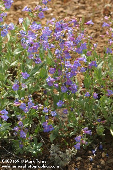 Azure Penstemon