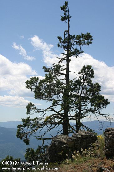 Conifer on rocky ridge