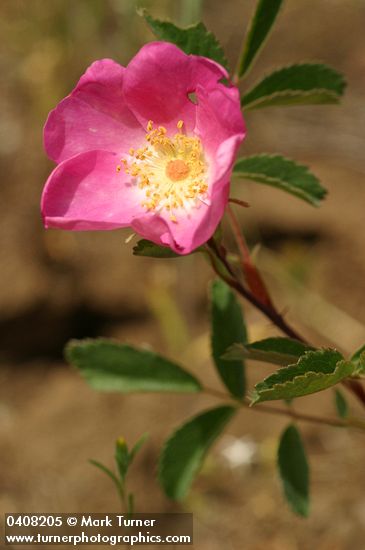 Pearhip Rose blossom & foliage detail