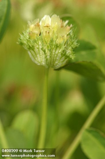 Cup Clover blossoms detail