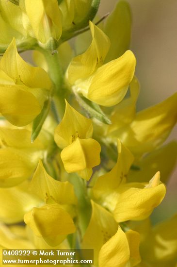 Mt. Eddy Lupine blossoms detail
