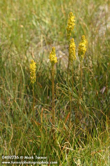California Bog Asphodel