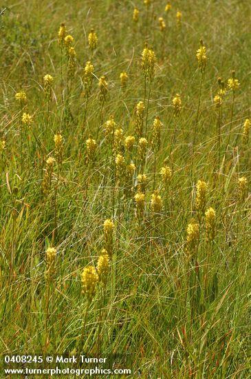California Bog Asphodel