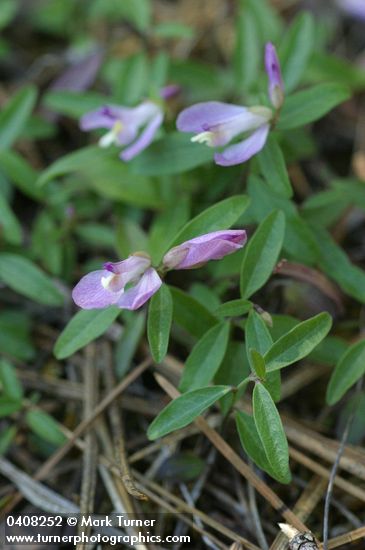 California Milkwort
