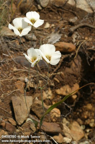 Howell's Mariposa Lilies