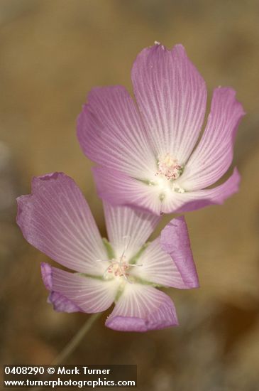 Waxy Checkerbloom blossoms detail