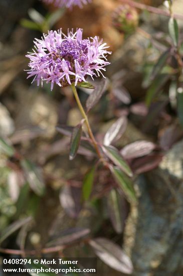 Serpentine Monardella blossom & foliage