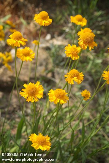 Bigelow's Sneezeweed