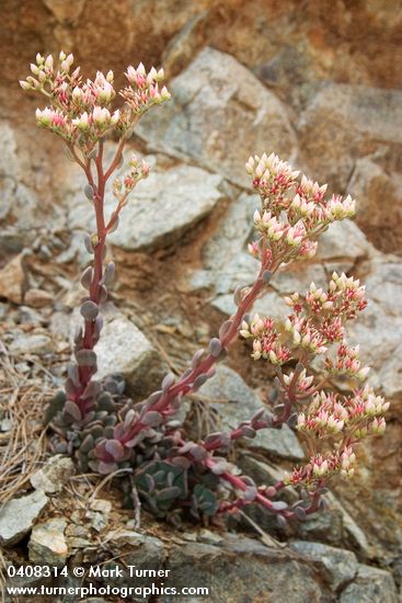 Heckner's Stonecrop