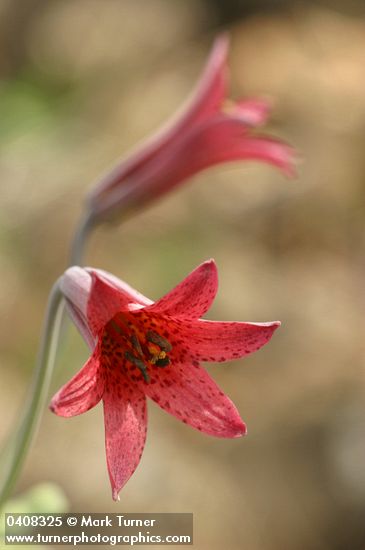 Bolander's Lily blossoms