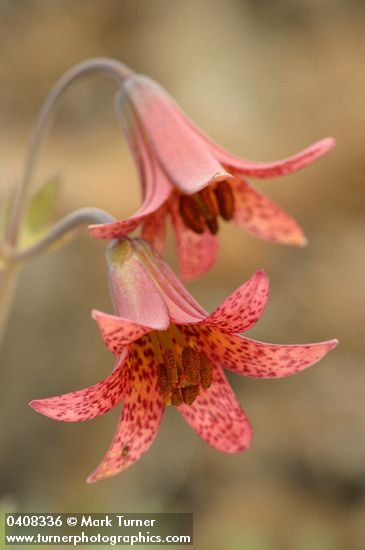 Bolander's Lily blossoms