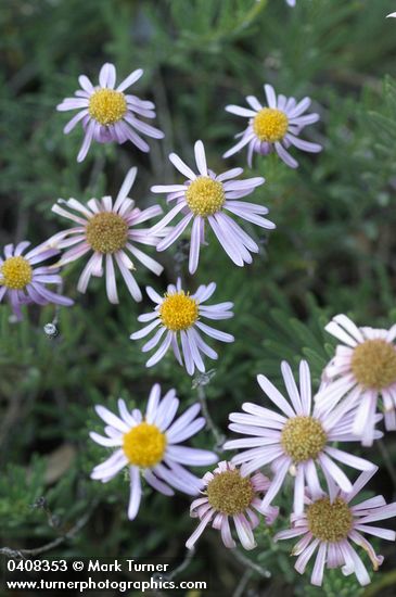 Brewer's fleabane blossoms