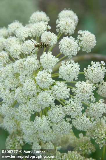 Kneeling Angelica blossoms detail