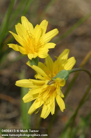 Pale Agoseris blossoms detail