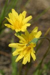Pale Agoseris blossoms detail