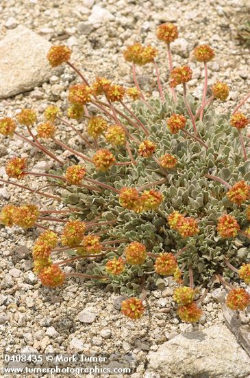 Cushion Buckwheat (female flowers)
