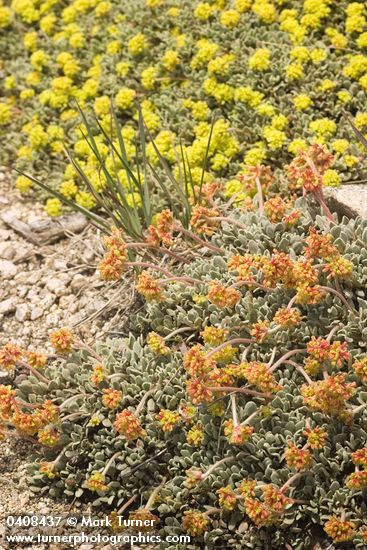 Cushion Buckwheat (female fgnd, male bkgnd)