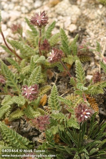 Henderson's Horkelia