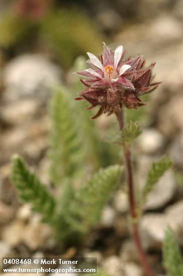 Henderson's Horkelia blossom & foliage detail