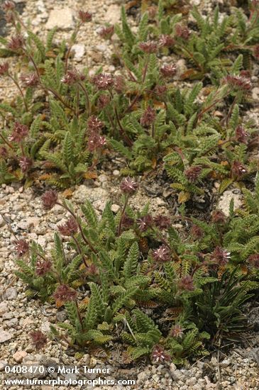 Henderson's Horkelia