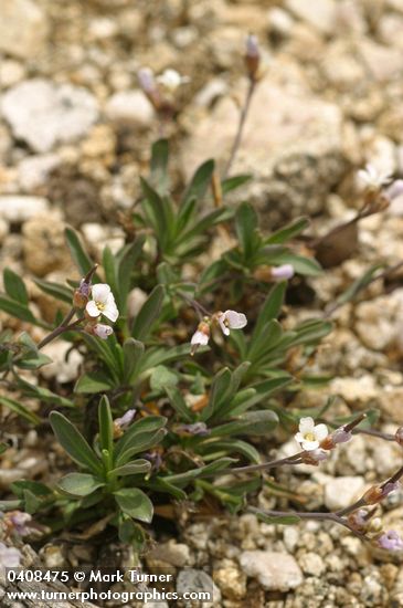 Lyall's Rockcress