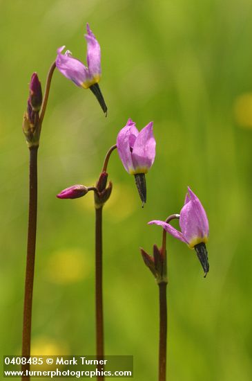 Alpine Shooting Star blossoms