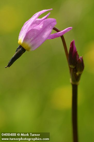 Alpine Shooting Star blossom detail