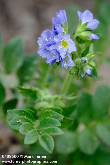 Showy Jacob's Ladder blossoms & foliage