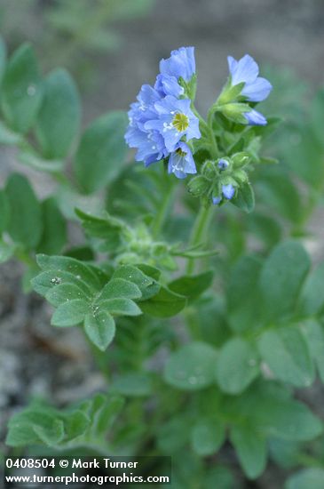 Showy Jacob's Ladder blossoms & foliage