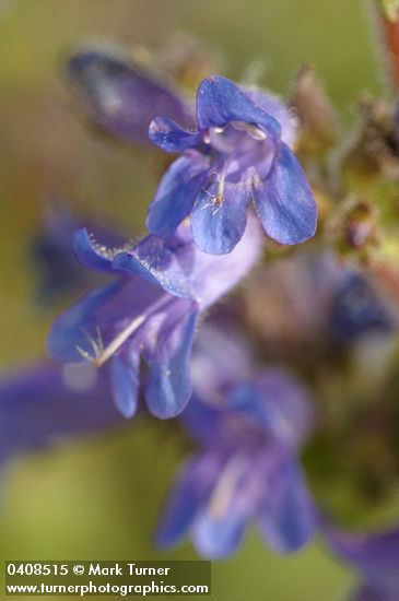 Siskiyou Penstemon blossoms detail