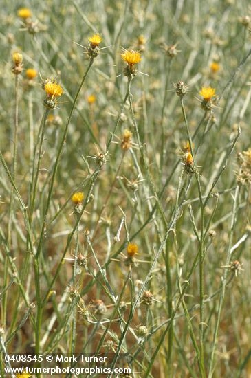 Yellow Star Thistles