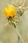 Yellow Star Thistle blossom detail