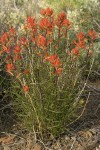 Linear-leafed Paintbrush