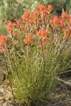 Linear-leafed Paintbrush