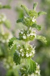 Horehound blossoms & foliage