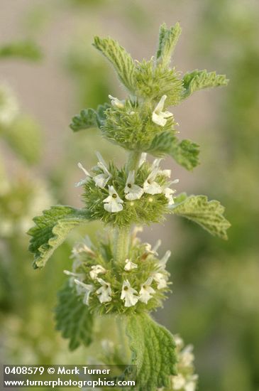 Horehound blossoms & foliage