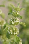 Horehound blossoms & foliage