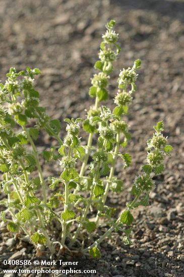Horehound
