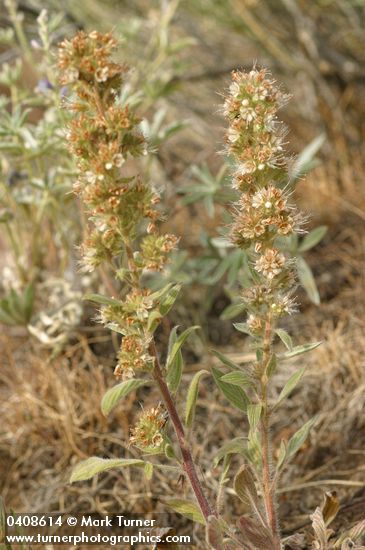 Varied-leaf Phacelia