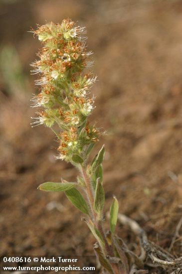 Varied-leaf Phacelia