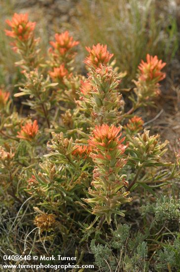 Desert Indian Paintbrush