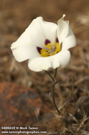 Bruneau Mariposa Lily