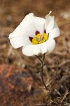 Bruneau Mariposa Lily