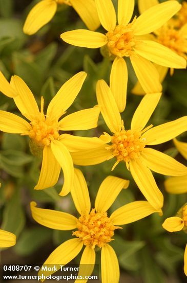 Stemless Goldenweed blossoms detail