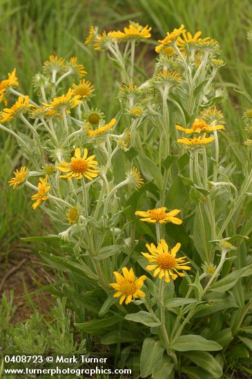 Orange Sneezeweed